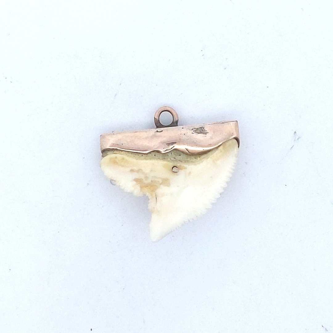 Estate $350 14K Yellow Gold Shark Tooth Pendant