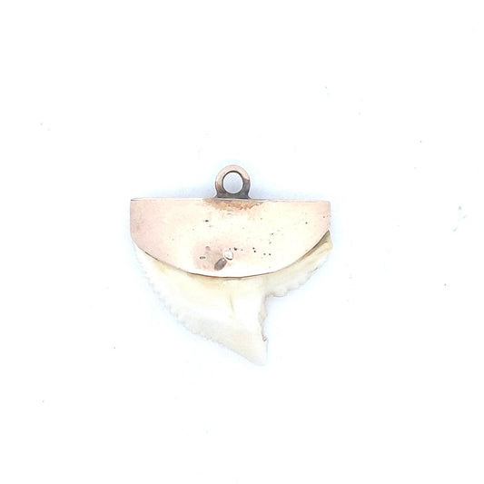 Estate $350 14K Yellow Gold Shark Tooth Pendant