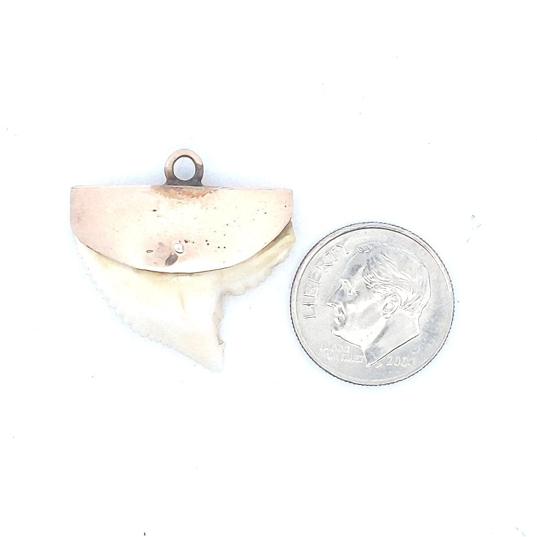 Estate $350 14K Yellow Gold Shark Tooth Pendant